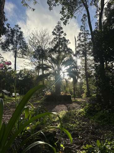 A luz do sol penetra por entre as árvores altas e a vegetação exuberante de um jardim sereno. O céu está parcialmente nublado, e o local é tranquilo e de uma beleza natural.
