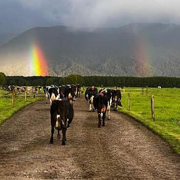 Las vacas caminan por un sendero embarrado a través de verdes pastos. Al fondo, dos vibrantes arcoíris brillan contra las montañas brumosas bajo un espectacular cielo nublado. Una escena tranquila.
