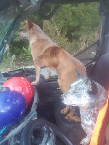 Three dogs are sitting in a vehicle, attentively looking outside. Two helmets, one red and one blue, are placed on the dashboard in front.