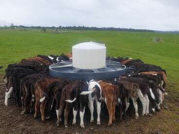 A group of calves are gathered in a circular formation, feeding from a large, central feeder on a green grassy field under a cloudy sky.