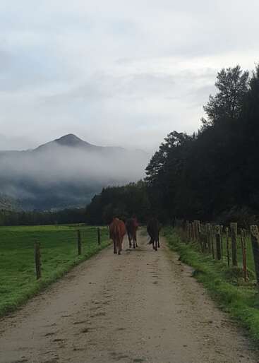 Three horses walk down a dirt path, surrounded by green fields and fencing, with misty mountains and a cloudy sky in the peaceful background.