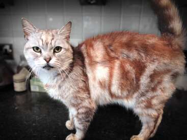 A fluffy, light brown tabby cat with green eyes stands alert on a kitchen counter, looking directly at the camera, surrounded by a tiled background.
