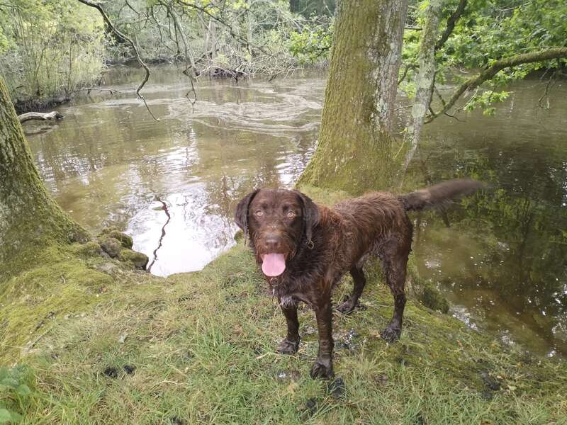 A wet brown dog stands on grassy ground between two trees by a calm river, looking happily at the camera with its tongue out and tail wagging.