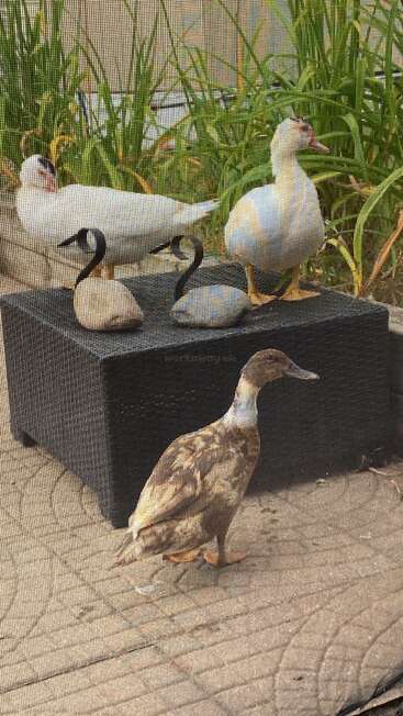 Através de uma tela de malha, dois patos de verdade estão ao lado de duas estátuas decorativas de cisnes em uma caixa preta, com outro pato marrom andando na frente. Plantas verdes atrás.