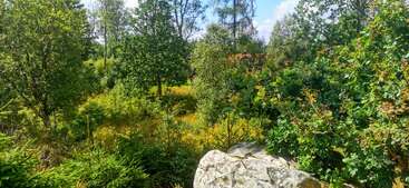 Una exuberante escena de bosque verde con densos árboles, arbustos y una gran roca en primer plano, bañada por la brillante luz del sol bajo un cielo parcialmente nublado.