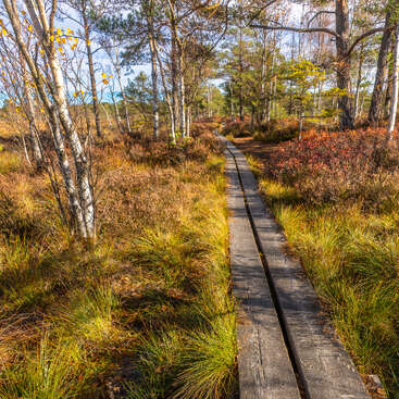 Eine schmale Holzpromenade schlängelt sich durch einen sonnenbeschienenen Wald mit leuchtenden Gräsern, Birken und herbstlichem Laub und schafft so einen ruhigen und einladenden Naturpfad.