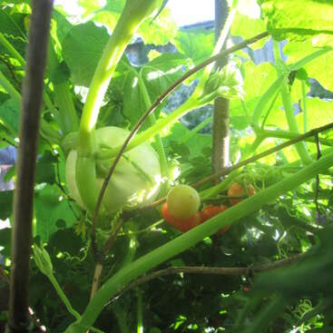 L'image représente une scène de jardin dynamique, avec une plante verte luxuriante avec des feuilles et des lianes, une petite citrouille et plusieurs tomates poussant au milieu du feuillage.