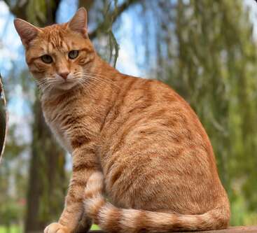 Eine wunderschöne orange gestromte Katze sitzt ruhig im Freien, mit auffallend grünen Augen und wachsamen Ohren. Der Hintergrund zeigt verschwommene Bäume und blauen Himmel, die eine friedliche Szene schaffen.