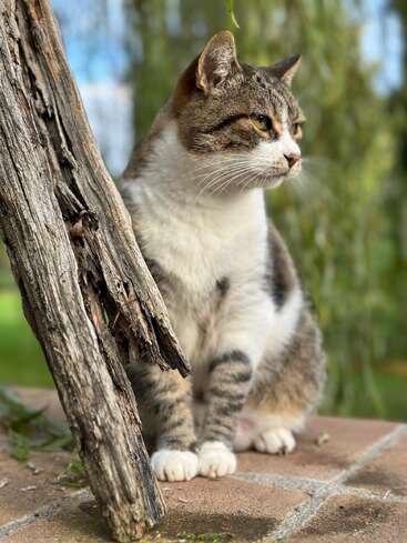 Eine getigerte und weiße Katze sitzt ruhig auf einem Ziegelstein neben einem verwitterten Ast und blickt aufmerksam in die Ferne in einer grünen Umgebung.