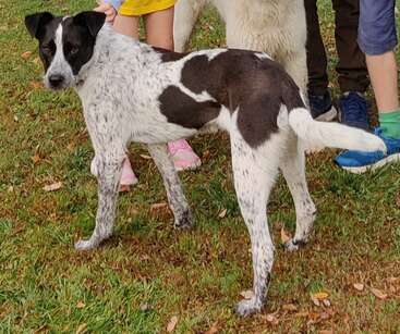 Ein schwarz-weiß gesprenkelter Hund steht auf grünem Gras, umgeben von Kindern. Der Hund sieht wachsam aus, dahinter sind die Beine der Menschen und bunte Schuhe zu sehen.