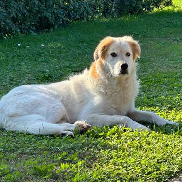 Ein großer, flauschiger, weißer Hund mit hellbraunen Abzeichen liegt ruhig auf einer grünen Wiese und genießt das Sonnenlicht in einer friedlichen Umgebung.