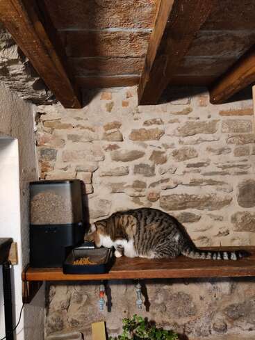 Eine getigerte Katze frisst aus einem Napf auf einem Holzregal. Ein Futterautomat steht daneben. Im Hintergrund sind eine rustikale Steinwand und Deckenbalken zu sehen.