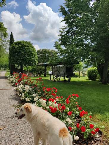 Ein flauschiger weißer Hund steht auf einem mit roten und weißen Rosen gesäumten Kiesweg, unter einem strahlenden Himmel, in der Nähe von grünen Bäumen und einem alten Holzkarren.