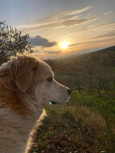 Ein flauschiger Hund blickt nachdenklich über einen grasbewachsenen Hügel bei Sonnenuntergang. Das goldene Sonnenlicht beleuchtet die Landschaft, die Bäume und den friedlichen Himmel mit seinen sanften Wolken.