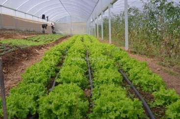 The image depicts a greenhouse with rows of lettuce, featuring a white roof and walls, and a dirt floor, with two people working in the background.