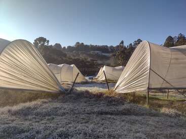 Rows of plastic greenhouses stand in a frosty field on a clear morning, surrounded by hills and trees under a bright blue sky. Peaceful atmosphere.
