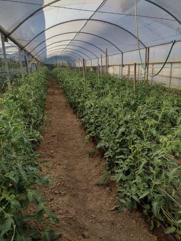 This image shows a greenhouse with rows of green, healthy plants growing in soil. The structure is covered by translucent plastic, allowing ample sunlight inside.