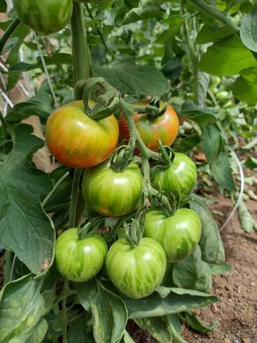 This image shows a cluster of tomatoes growing on a plant. The tomatoes are in various stages of ripening, surrounded by lush green leaves.