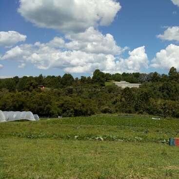 A lush, green field sits beneath a bright blue sky with fluffy clouds. Tunnels for crops are visible, surrounded by trees and a distant hillside structure.