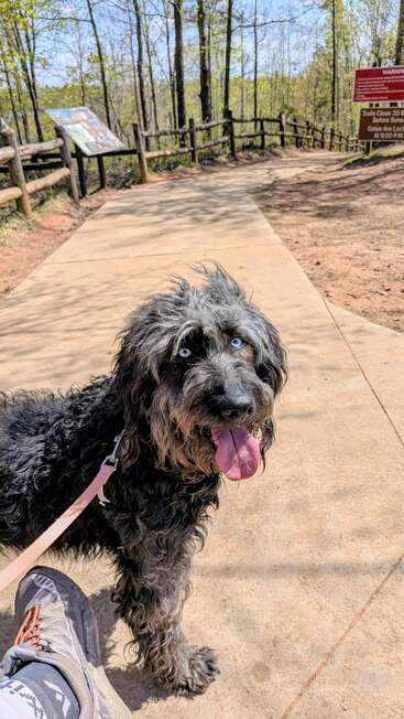 Ein flauschiger schwarzer Hund mit auffälligen blauen Augen steht an der Leine auf einem sonnigen Weg in einem bewaldeten Park und hechelt fröhlich neben seinem Besitzer.