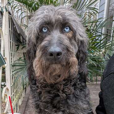 Ein flauschiger Hund mit lockigem, dunkelgrauem Fell und auffälligen blauen Augen sitzt draußen. Im Hintergrund sind üppig grüne Pflanzen und ein Haus zu sehen.