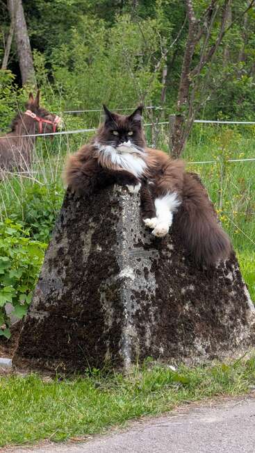 A fluffy Maine Coon cat lounges regally on a mossy stone structure, looking serious. In the background, a donkey grazes peacefully among lush green foliage.