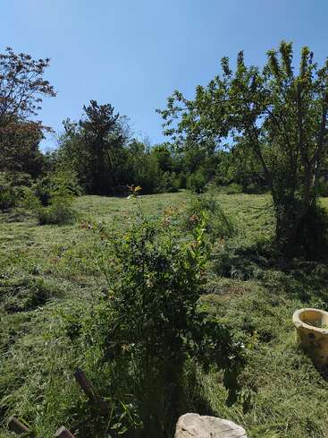 Ein sonniger, klarer Tag mit grüner Wiese, verstreuten Büschen und Bäumen. Im Vordergrund stehen ein gelber Pflanzkübel und ein verwittertes Holzobjekt, umgeben von frisch gemähtem Gras.