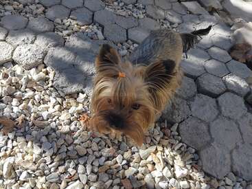 Ein kleiner Yorkshire-Terrier-Hund steht auf einem kiesigen Boden mit Steinfliesen und schaut mit neugierigen Augen auf. Sein Fell ist mit einem niedlichen orangefarbenen Band zusammengebunden.
