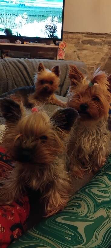 Três adoráveis yorkshire terriers relaxam dentro de casa em um sofá aconchegante, com uma TV ao fundo e almofadas coloridas dando um toque aconchegante à cena convidativa.