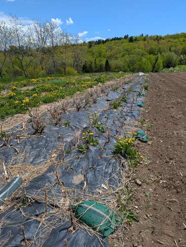 A rural farm scene shows rows of pruned plants covered with black plastic mulch, surrounded by dandelions under a bright blue sky and green forest backdrop.