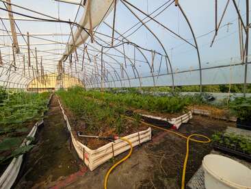This image shows the interior of a greenhouse with various plants growing in raised beds. A yellow hose and white bucket are visible on the ground.