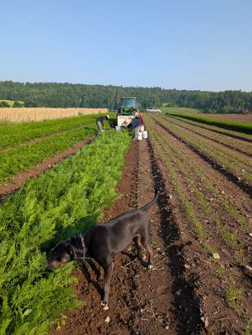 Un perro negro olisquea zanahorias en un campo mientras la gente recoge la cosecha con cubos y un tractor bajo un cielo azul despejado, rodeado de vegetación.