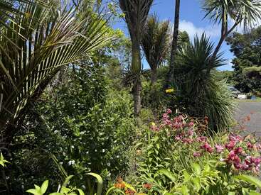 Cette image éclatante montre des plantes tropicales luxuriantes, de grands palmiers et des fleurs roses épanouies sous un ciel bleu vif partiellement nuageux, près d'une route tranquille.