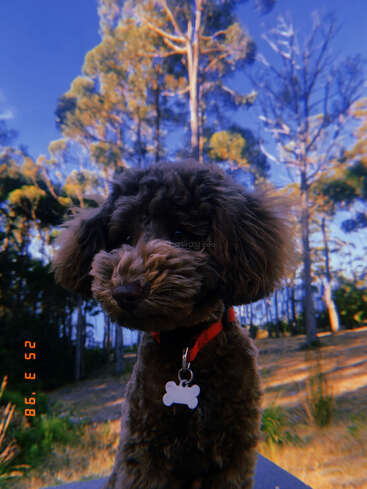 Un chien brun duveteux avec un collier rouge et une médaille en forme d'os est assis en plein air, entouré de grands arbres sous un ciel d'un bleu éclatant. Atmosphère chaude et ensoleillée.