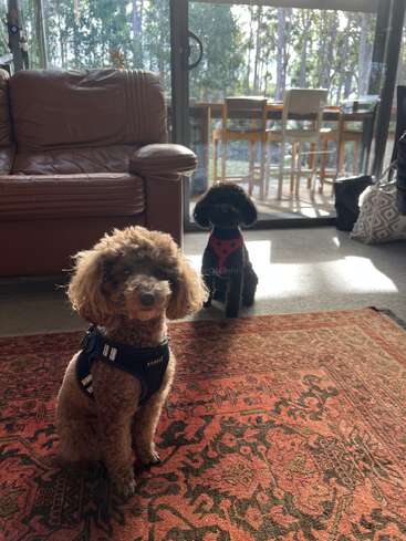 Dos pequeños caniches, uno marrón y otro negro, se sientan en el interior sobre una alfombra estampada. La luz del sol se cuela por unas grandes puertas de cristal, iluminando una acogedora habitación con muebles.
