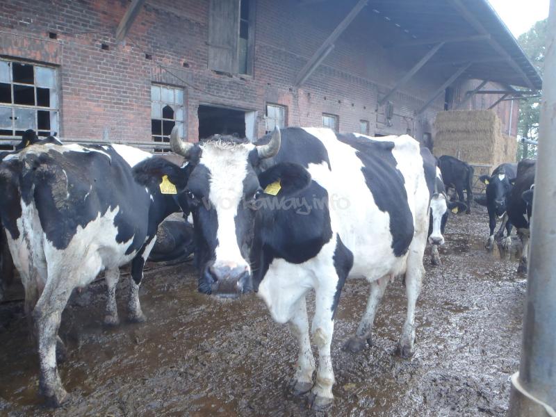 Help on a dairy farm in Germany.