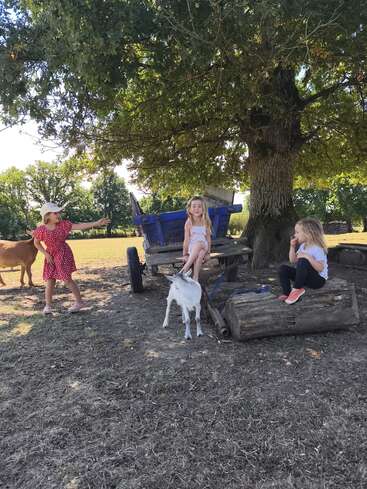Three girls enjoy a sunny day outdoors under a large tree, with a goat nearby, sitting on logs and a cart, surrounded by greenery and animals.