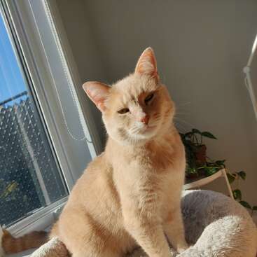 Um gato laranja claro está confortavelmente deitado numa cama macia e fofa, perto de uma janela ensolarada. O gato parece relaxado, aproveitando a luz natural dentro de casa.