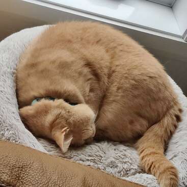 A cozy orange cat is curled up and sleeping peacefully on a soft, fluffy gray bed near a window, basking in gentle natural light.