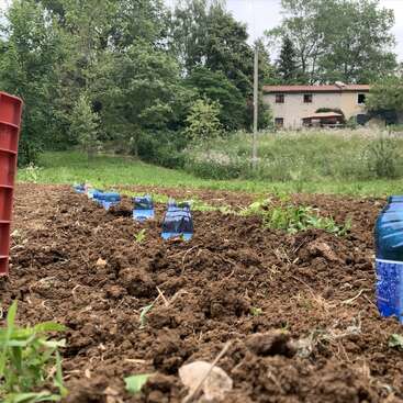 Das Bild zeigt einen Garten mit Reihen von Erde, Plastikflaschen und einer roten Kiste vor einem Hintergrund aus Bäumen und einem Haus in der Ferne.