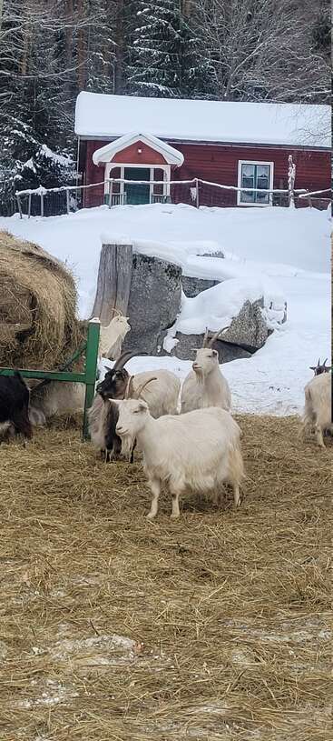 Eine Gruppe Ziegen steht auf Heu in einem verschneiten Hof. Im Hintergrund steht ein rotes Bauernhaus, umgeben von Bäumen und schneebedeckten Felsen. Eine friedliche Winterszene.