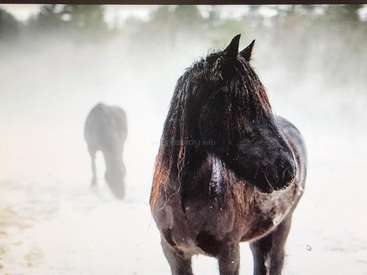 The image features a black horse with a long mane, facing the camera, set against a blurred background of another horse and a foggy landscape.