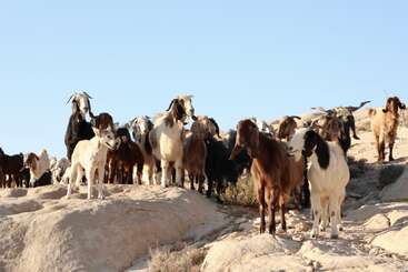 Un troupeau de chèvres se tient sur un terrain rocailleux sous un ciel bleu clair. Les chèvres, de différentes couleurs, observent calmement leur environnement sur le flanc de la colline.