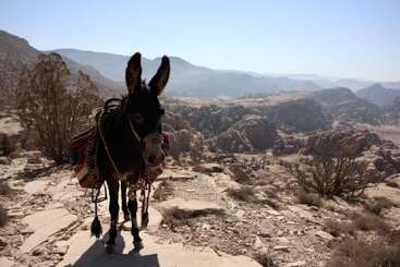 Un âne portant une couverture colorée se tient sur un sentier rocailleux du désert, entouré d'une végétation clairsemée, avec des montagnes et des formations rocheuses visibles sous un ciel clair.