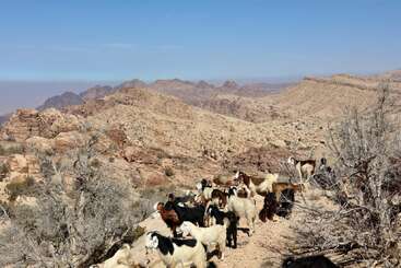 Un troupeau de chèvres se tient parmi des buissons secs dans un paysage de montagne aride et rocheux, sous un ciel bleu clair, entouré de collines et de vallées rugueuses de couleur beige.