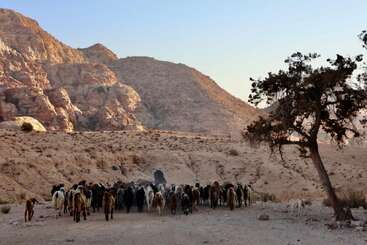 Un troupeau de chèvres et de moutons marche dans un paysage désertique et sec, bordé de collines rocheuses escarpées et d'un arbre solitaire sous un ciel bleu clair.