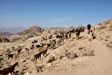 Un troupeau de chèvres marche le long d'un chemin sec et rocailleux dans le désert. Deux bergers les guident sous un ciel bleu clair, avec des montagnes escarpées en arrière-plan.