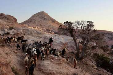 Un berger conduit un troupeau de chèvres le long d'un sentier de montagne rocailleux et désertique au coucher du soleil. Des arbres clairsemés et un terrain accidenté entourent cette scène rurale paisible.
