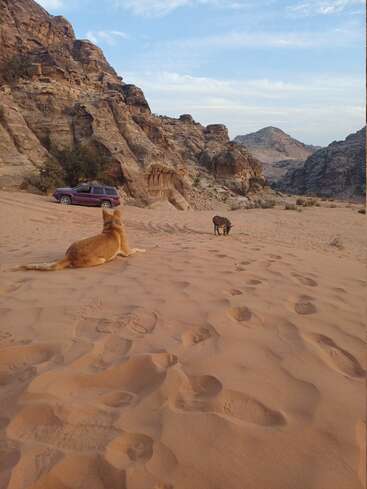 Un chien est couché sur un sol sablonneux et désertique, observant un âne à proximité. Des montagnes rocheuses entourent la région. Un véhicule utilitaire sport de couleur violette est garé près des rochers sous un ciel bleu.