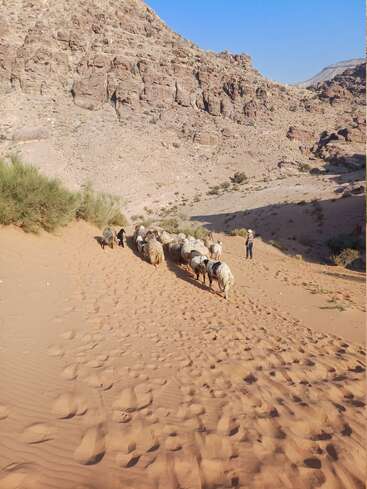 Un troupeau de moutons marche sur un terrain sablonneux en direction de montagnes rocheuses, accompagné d'un berger, sous un ciel bleu clair, dans un paysage sec et désertique.